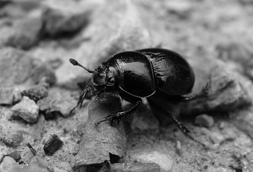 Monster Beetle 2