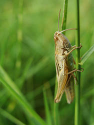 Grassjumper 1