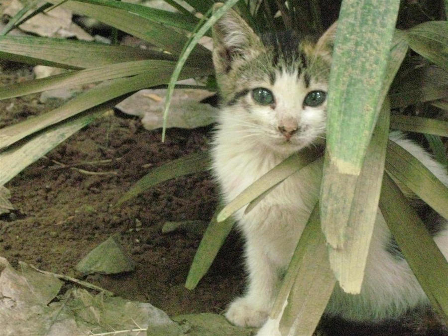 pikon? by halaman on DeviantArt