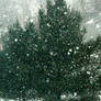 Snowfall over the trees,.