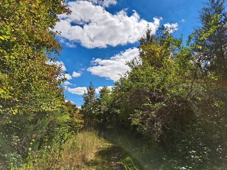 Forest trail