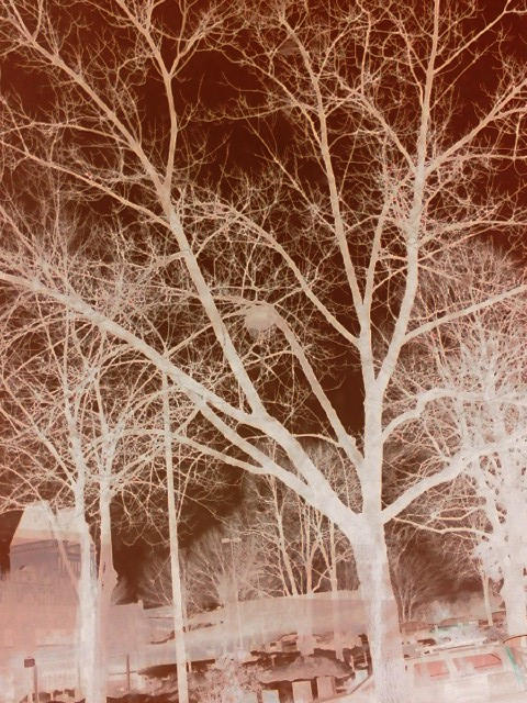 Negative Tree by lily96flowers on DeviantArt