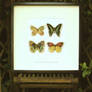 2D Paper Layered Butterfly Wall Art