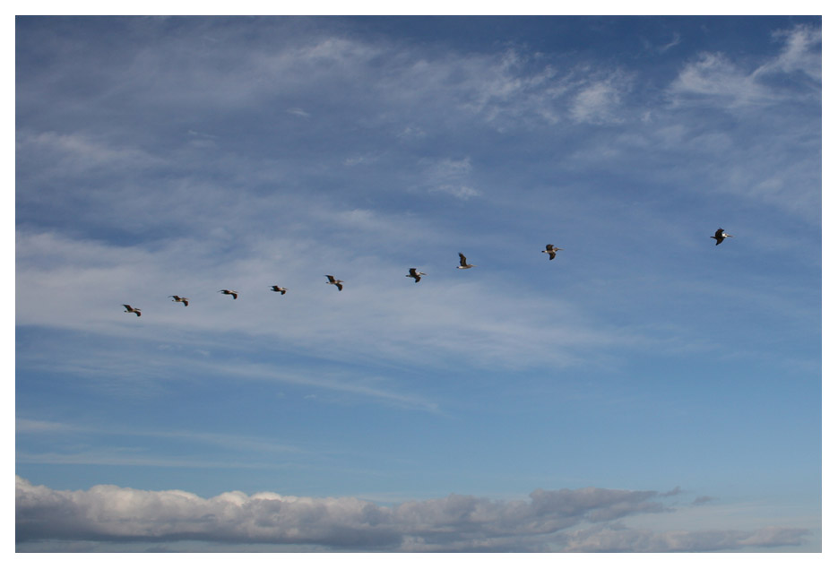 Pelicans