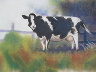 Cow