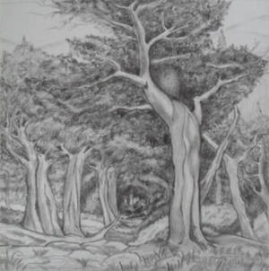 Trees Ko in pencil