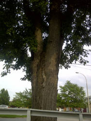 tree