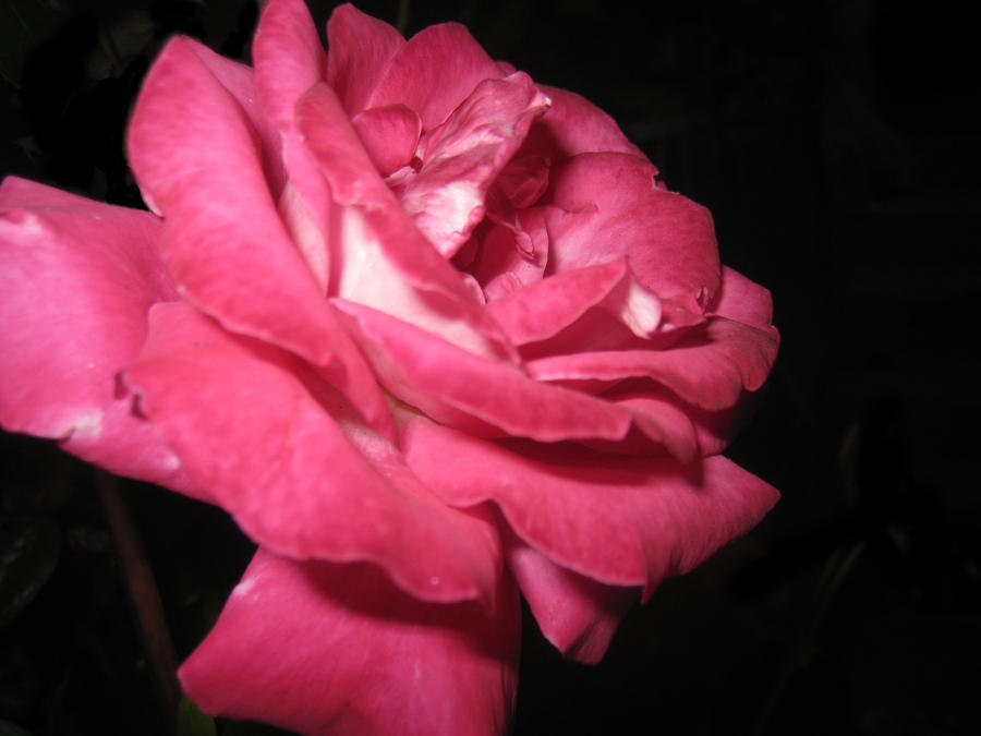 Rose Essentielle