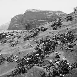 Flowers in the desert