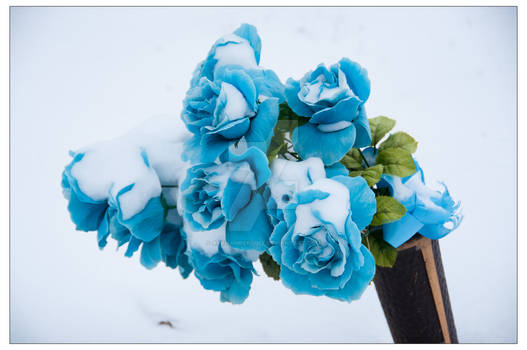 Blue Roses in Snow