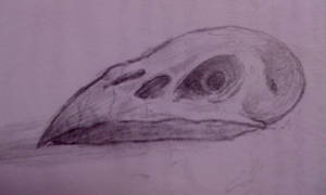 Bird Skull Sketchy Crappy Thingy