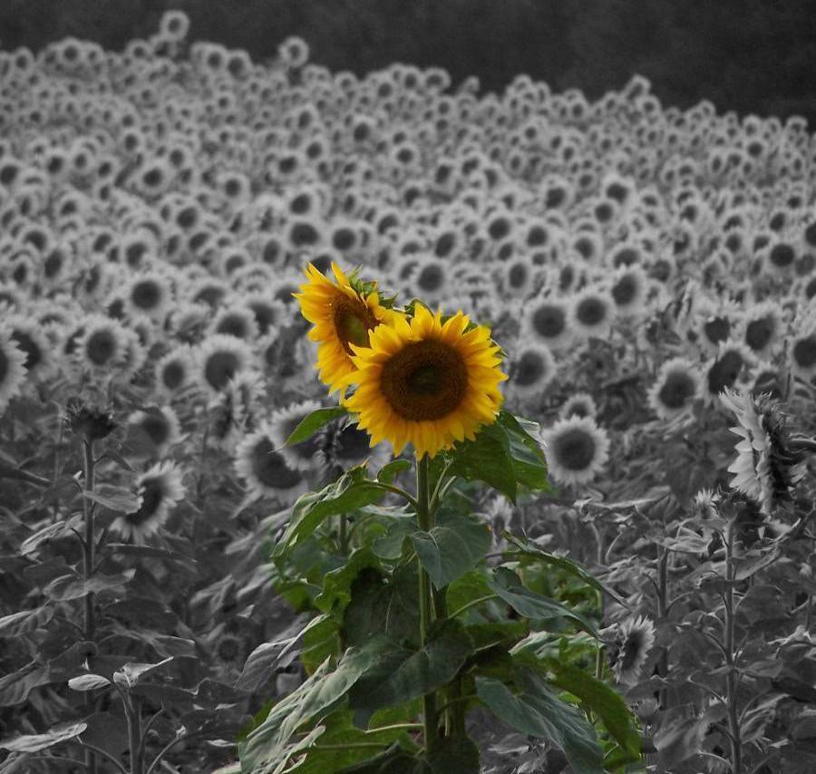 Sunflower