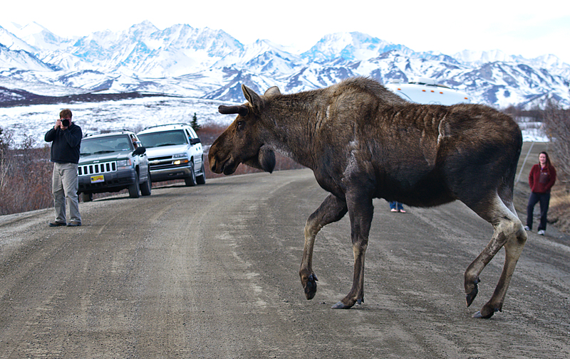 Real Denali