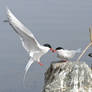 Tern of Love