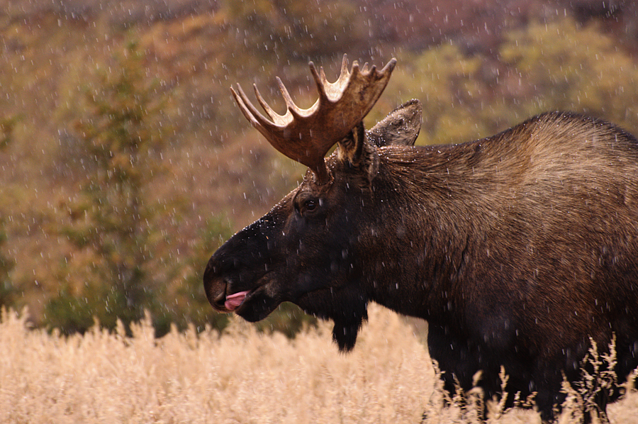 Fall moose safari 01