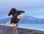 Eagle stretch by JWFisher