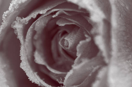 Duotone frosted rose