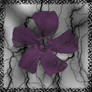 flower beyond the darkness