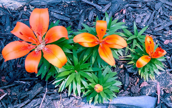 Tiger Lily Orange