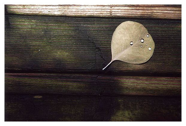 Lonely Leaf