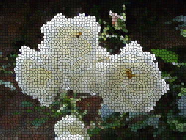 WHITE ROSES Mosaic