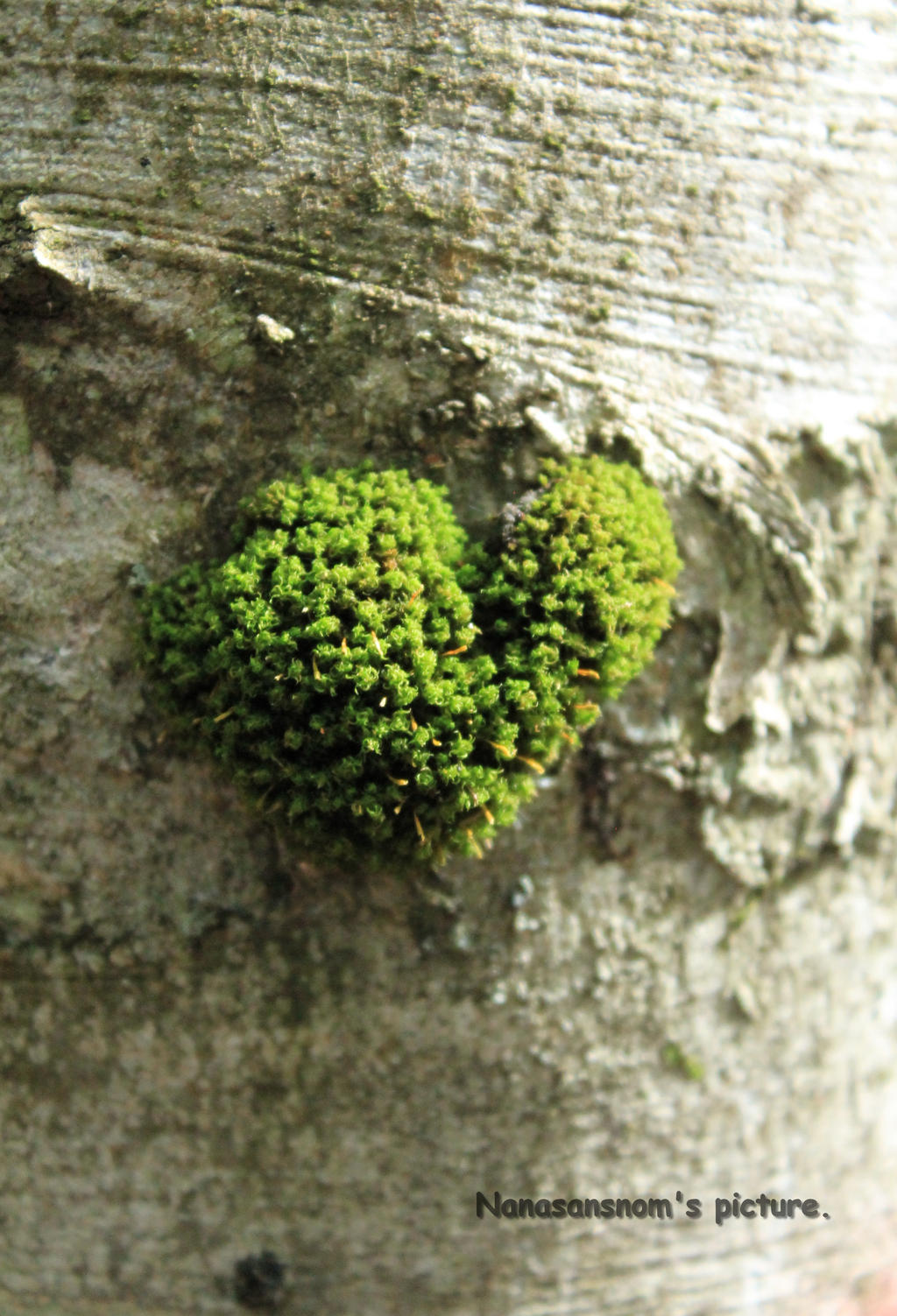 Heart of tree