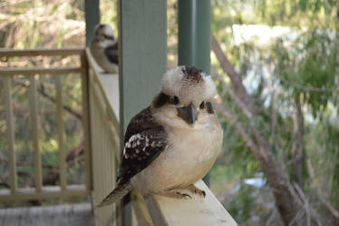 Kookaburra