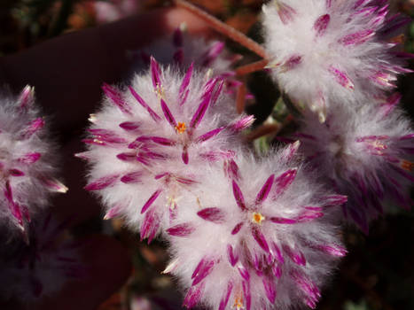 Ptilotus