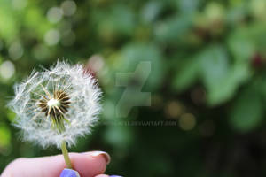 Dandelion