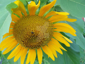 Sunflower: No Vacancy