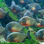 Red-bellied Piranha - 7044