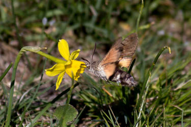 Hummingbird Hawk-Moth - 0512