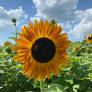 Sunflower, Conner Prairie