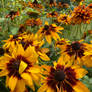 Newfields Gardens