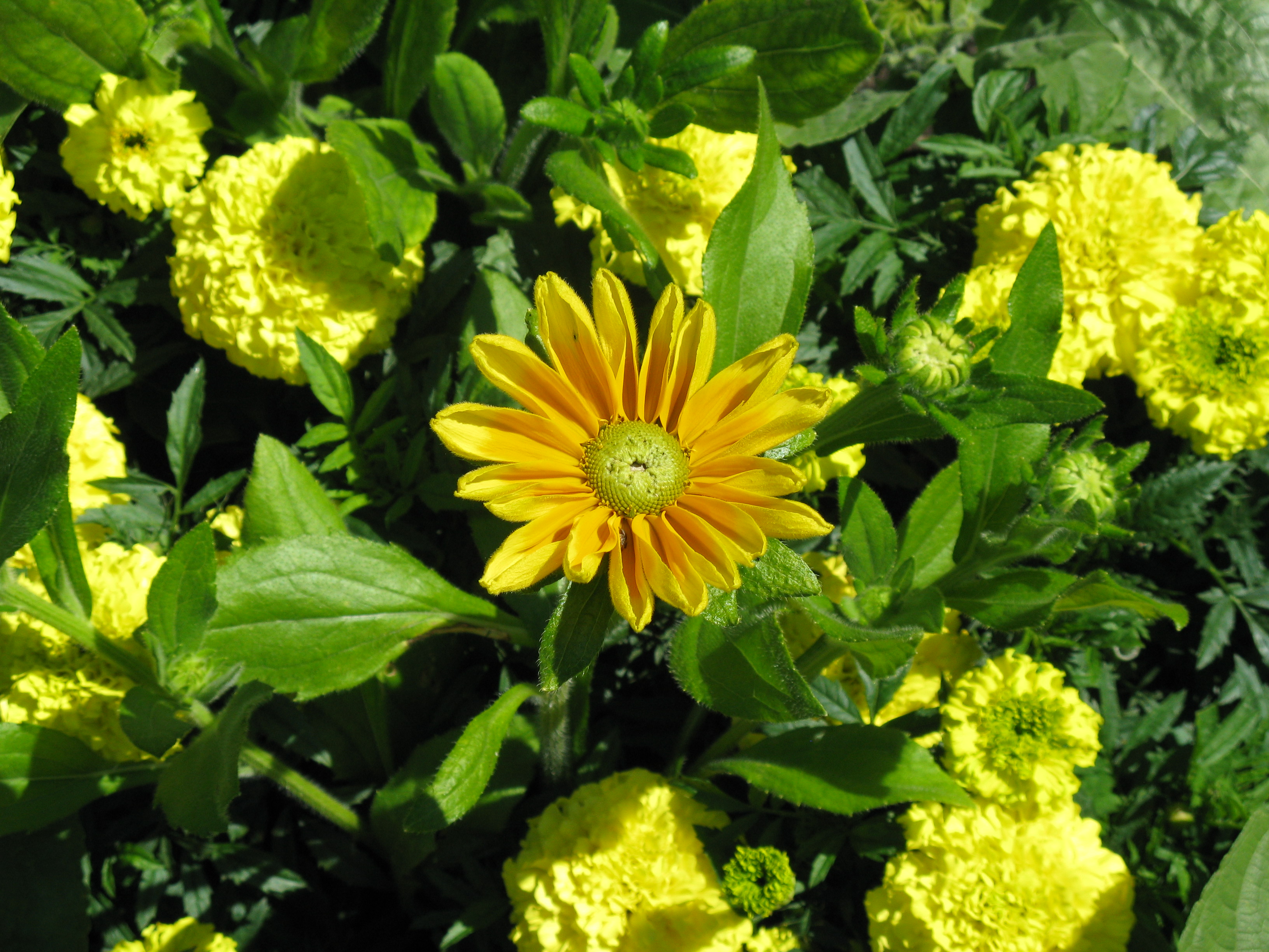 Yellow!