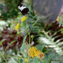 Butterfly and Mantis