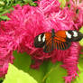 Butterfly and Fuzzy Flower