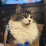 Prime Delivery