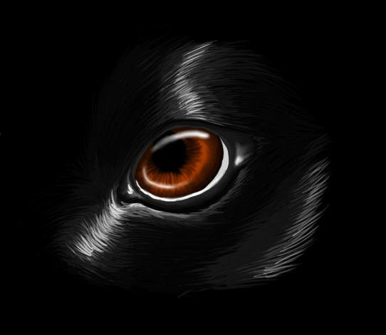 Canine Eye