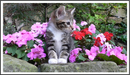 In the flower bed mark two...