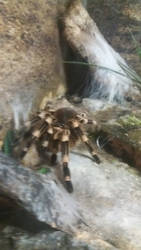 Brazilian whiteknee tarantula