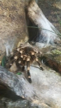 Brazilian whiteknee tarantula