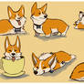 corgi