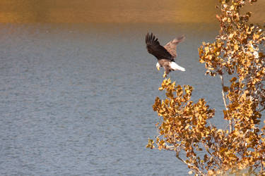 Bald Eagle at Eagle Creek park