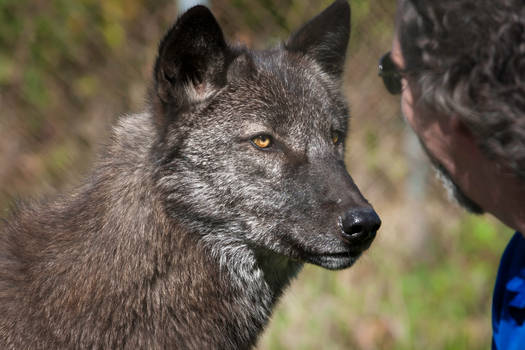 wolf park visit