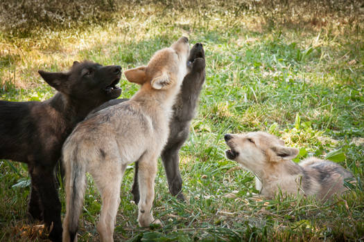 wolf pup rally