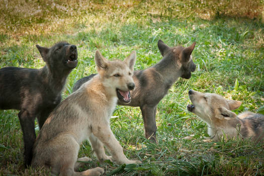 wolf pups