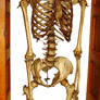 6 foot woman skeleton
