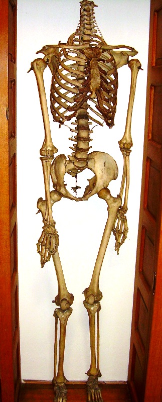 6 foot woman skeleton