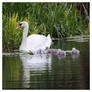 Mute Swan